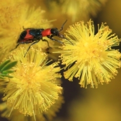 Dicranolaius bellulus (Red and Blue Pollen Beetle) at Hackett, ACT - 27 Sep 2018 by Tim L