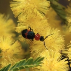 Dicranolaius bellulus at Hackett, ACT - 27 Sep 2018