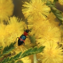 Dicranolaius bellulus at Hackett, ACT - 27 Sep 2018