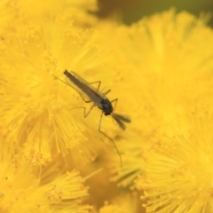 Chironomidae (family) (Non-biting Midge) at Hackett, ACT - 27 Sep 2018 by Tim L