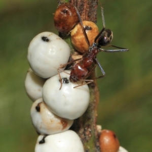 Iridomyrmex purpureus at Hackett, ACT - 27 Sep 2018