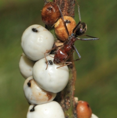 Iridomyrmex purpureus (Meat Ant) at Hackett, ACT - 27 Sep 2018 by Tim L