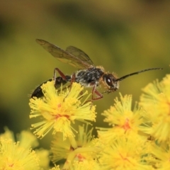 Tiphiidae (family) (Unidentified Smooth flower wasp) at Paddys River, ACT - 27 Sep 2018 by Tim L