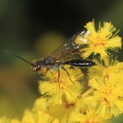 Tiphiidae (family) at Paddys River, ACT - 28 Sep 2018