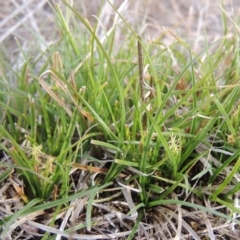 Carex breviculmis (Short-Stem Sedge) at Bullen Range - 22 Sep 2018 by MichaelBedingfield