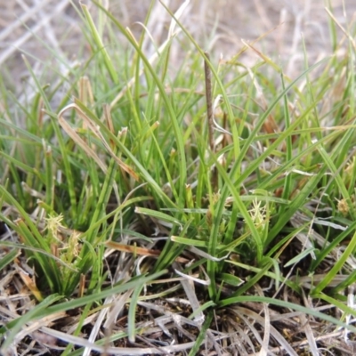 Carex breviculmis (Short-Stem Sedge) at Bullen Range - 22 Sep 2018 by michaelb