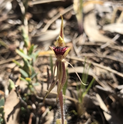 Caladenia actensis (Canberra Spider Orchid) at Hackett, ACT by AaronClausen