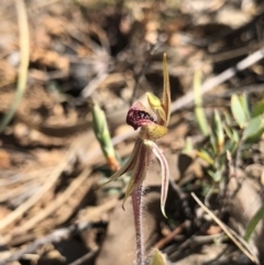 Caladenia actensis at suppressed - 30 Sep 2018