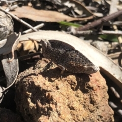 Goniaea sp. (genus) at Hackett, ACT - 30 Sep 2018 10:59 AM