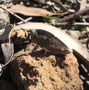 Goniaea sp. (genus) at Hackett, ACT - 30 Sep 2018