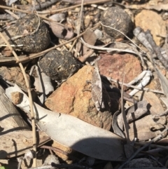 Goniaea sp. (genus) at Hackett, ACT - 30 Sep 2018 10:59 AM