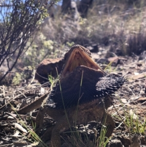 Pogona barbata at Hackett, ACT - 30 Sep 2018