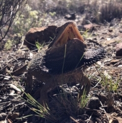 Pogona barbata at Hackett, ACT - suppressed