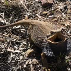 Pogona barbata at Hackett, ACT - 30 Sep 2018