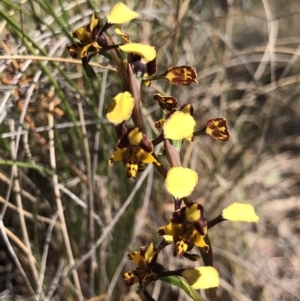 Diuris pardina at Hackett, ACT - suppressed