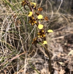 Diuris pardina at Hackett, ACT - suppressed