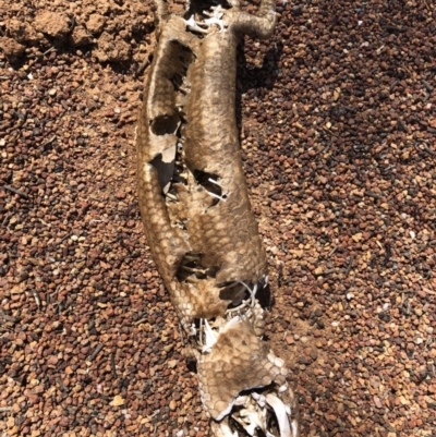 Tiliqua rugosa (Shingleback Lizard) at Majura, ACT - 30 Sep 2018 by AaronClausen