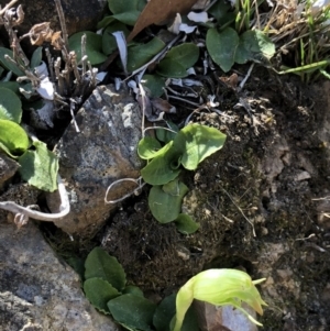 Pterostylis nutans at Acton, ACT - 30 Sep 2018