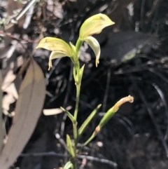 Bunochilus umbrinus (Broad-sepaled Leafy Greenhood) at Hackett, ACT - 30 Sep 2018 by AaronClausen