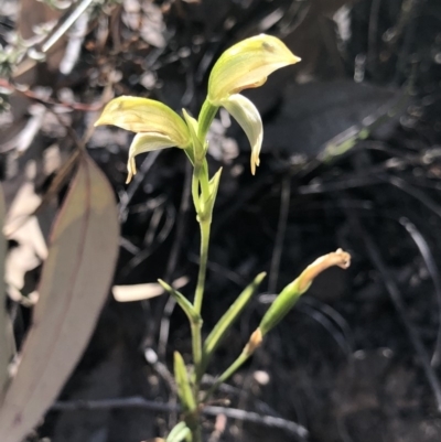 Bunochilus umbrinus (Broad-sepaled Leafy Greenhood) at Hackett, ACT - 30 Sep 2018 by AaronClausen