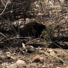 Tachyglossus aculeatus (Short-beaked Echidna) at ANBG - 30 Sep 2018 by AaronClausen