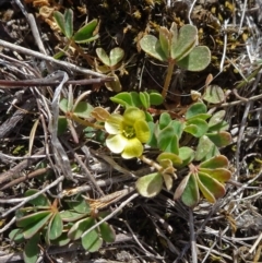 Oxalis sp. (Wood Sorrel) at Sutton, NSW - 29 Sep 2018 by JanetRussell