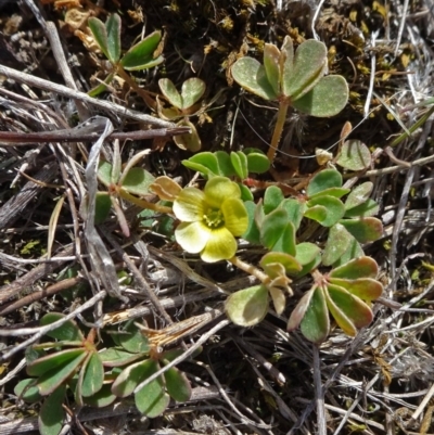 Oxalis (genus) (Wood Sorrel) at Sutton, NSW - 29 Sep 2018 by JanetRussell