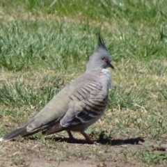 Ocyphaps lophotes (Crested Pigeon) at Parkes, ACT - 30 Sep 2018 by JanetRussell