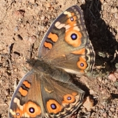 Junonia villida (Meadow Argus) at Deakin, ACT - 30 Sep 2018 by KL