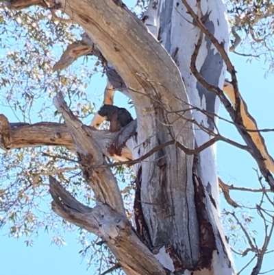 Callocephalon fimbriatum (Gang-gang Cockatoo) at Hughes, ACT - 30 Sep 2018 by KL