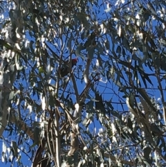 Callocephalon fimbriatum (Gang-gang Cockatoo) at Hughes, ACT - 30 Sep 2018 by KL