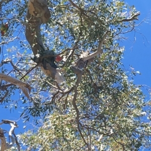 Callocephalon fimbriatum at Deakin, ACT - suppressed