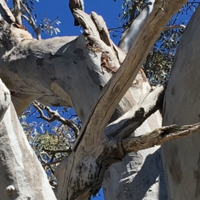 Callocephalon fimbriatum (Gang-gang Cockatoo) at Deakin, ACT - 30 Sep 2018 by KL