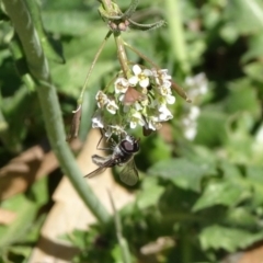 Syrphidae (family) (Unidentified Hover fly) at Campbell, ACT - 30 Sep 2018 by JanetRussell