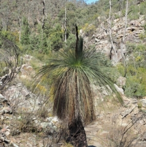 Xanthorrhoea glauca subsp. angustifolia at Paddys River, ACT - 30 Sep 2018