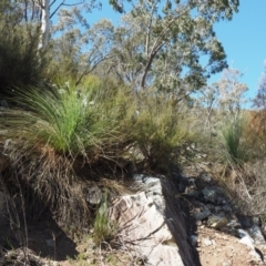 Xanthorrhoea glauca subsp. angustifolia at Paddys River, ACT - suppressed