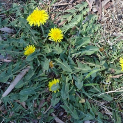 Taraxacum sect. Taraxacum (Dandelion) at Campbell, ACT - 30 Sep 2018 by JanetRussell