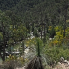 Xanthorrhoea glauca subsp. angustifolia (Grey Grass-tree) at Uriarra Village, ACT - 30 Sep 2018 by KenT