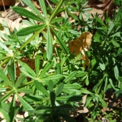 Galium aparine (Goosegrass, Cleavers) at Commonwealth & Kings Parks - 30 Sep 2018 by JanetRussell