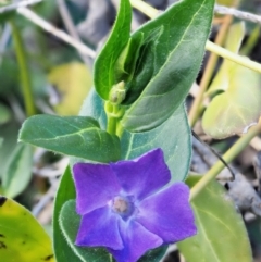 Vinca major (Blue Periwinkle) at Paddys River, ACT - 30 Sep 2018 by KenT