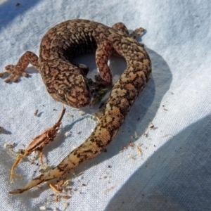 Christinus marmoratus at Macarthur, ACT - 30 Sep 2018 03:39 PM