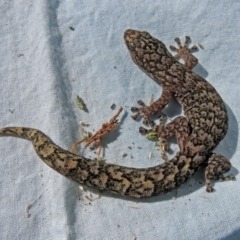 Christinus marmoratus at Macarthur, ACT - 30 Sep 2018 03:39 PM