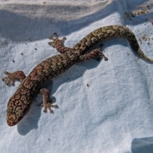 Christinus marmoratus at Macarthur, ACT - 30 Sep 2018