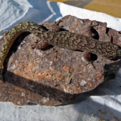 Christinus marmoratus at Macarthur, ACT - 30 Sep 2018