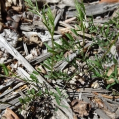 Vicia sp. (A Vetch) at Mount Ainslie to Black Mountain - 30 Sep 2018 by JanetRussell