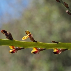 Bossiaea grayi at Paddys River, ACT - suppressed