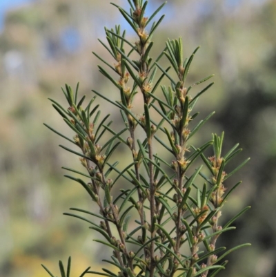 Bertya rosmarinifolia (Rosemary Bertya) at Paddys River, ACT - 30 Sep 2018 by KenT