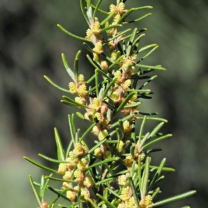 Bertya rosmarinifolia at Paddys River, ACT - 30 Sep 2018 09:27 AM