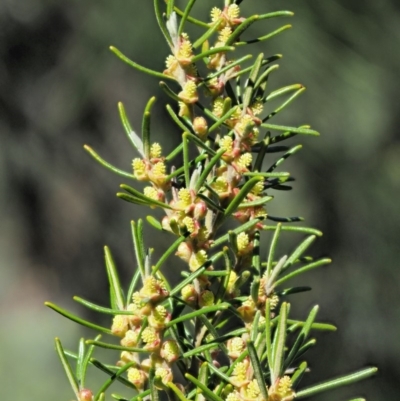 Bertya rosmarinifolia (Rosemary Bertya) at Paddys River, ACT - 29 Sep 2018 by KenT