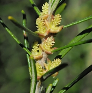 Bertya rosmarinifolia at Paddys River, ACT - 30 Sep 2018 09:27 AM